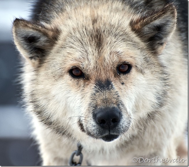 hund