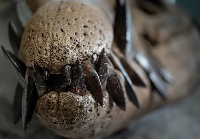 "شقيق الديناصور".. متحف بريطاني يعرض جمجمة أكثر وحش بحري مُرعِب (صور)