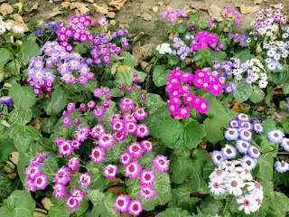 Pericallis × hybrida