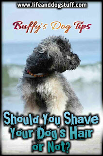 Things To Consider Before Shaving Your Dog.