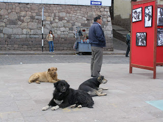 cuzco dogs
