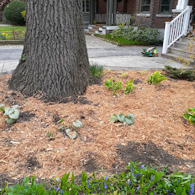 Toronto High Park North New Front Yard Makeover After by Paul Jung Gardening Services--a Toronto Gardening Company