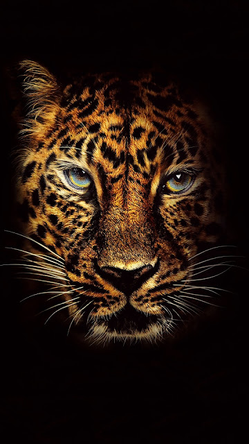 jaguar 1080x1920