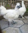 Ayam hias jenis Ayam Kapas atau Silkie Hen