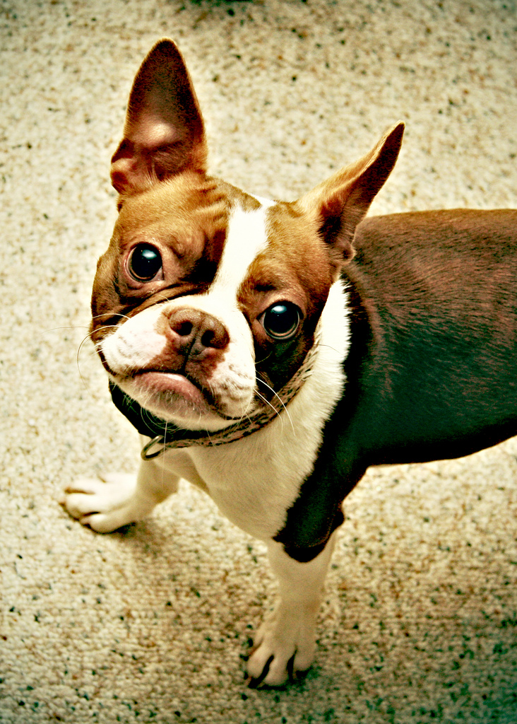 Musings of a Biologist and Dog Lover: Mismark Case Study: Boston Terrier