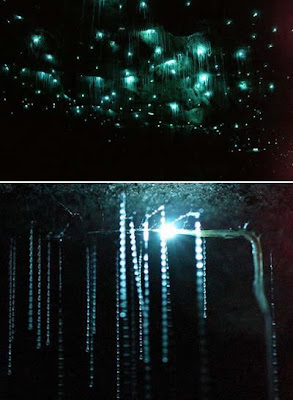 Waitomo Glowworm Cave (New Zealand)