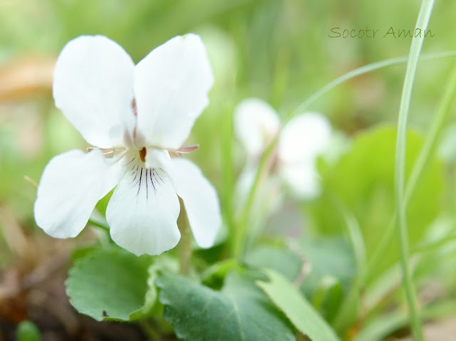 Viola keiskei