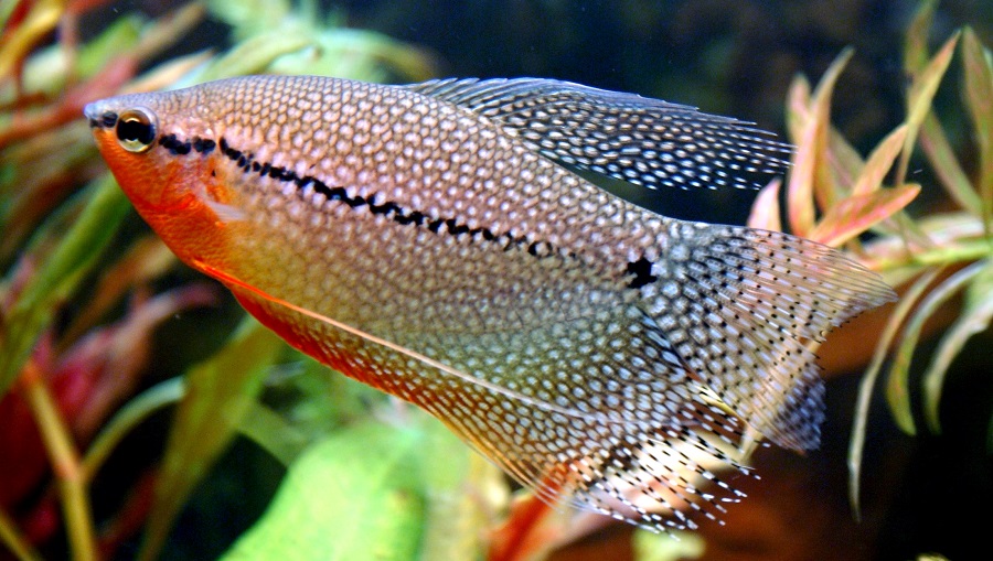 12 Ikan Hias yang Kuat Hidup Tanpa Oksigen di Aquarium 