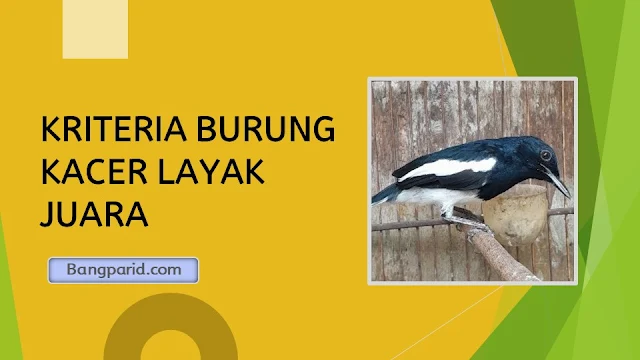 KRITERIA BURUNG KACER LAYAK JUARA