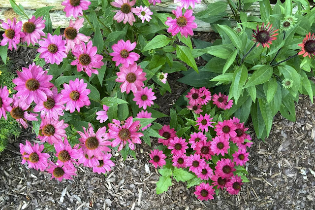 #coneflower #purple #echinacea #flowers