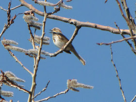 song sparrow