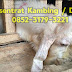 Jual Konsentrat Kambing / Domba Nutrisi Tinggi Harga Pakan Terbaru