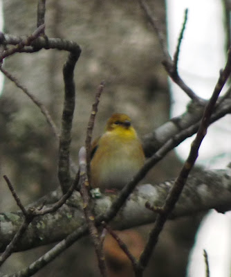 mystery bird