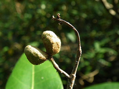 Brownlowia tersa Fruits