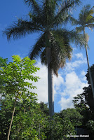 Royal palm tree - Greenwell  Coffee Farms, Big Island, HI