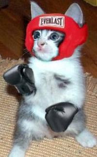 Toni Ryan Says...: What's Better Than a Catfight? Cats Boxing!