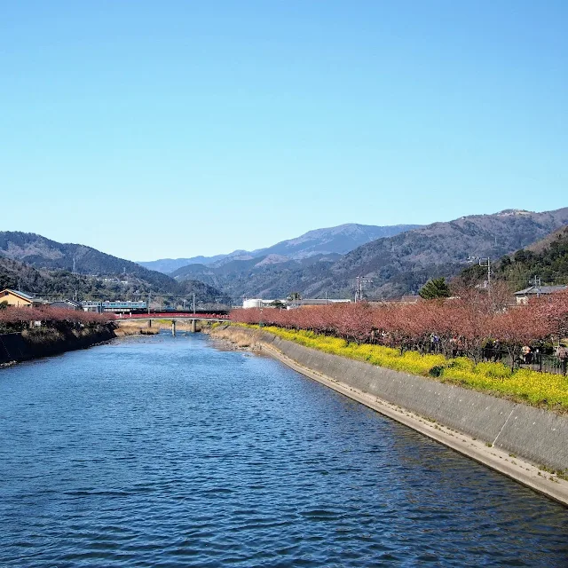 国道135号　河津　菜の花　河津桜