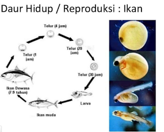 daur hidup ikan