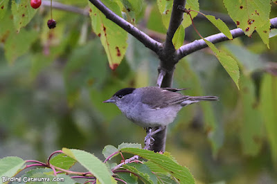 Tallarol de casquet (Sylvia atricapilla)