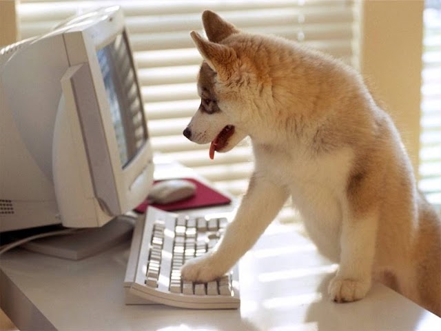 Curiosidades da Web...