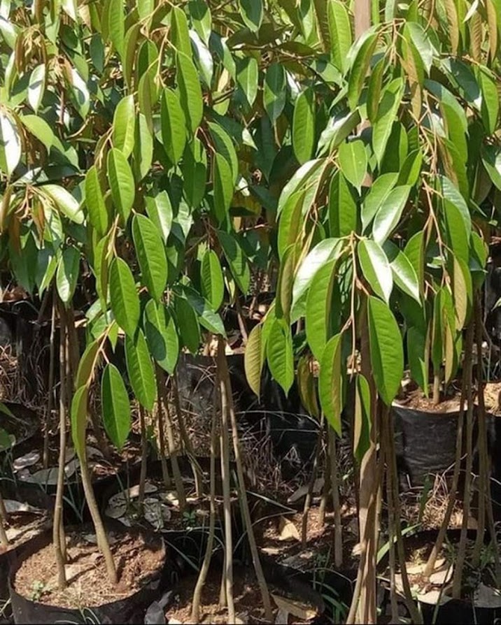 Durian Musangking Kaki 3 Super Kepulauan Riau