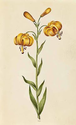 Лилия пиренейская (Lilium pyrenaicum)