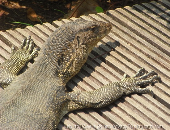 Monitor Lizard