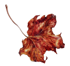 maple leaf on vellum using posishing dry brush