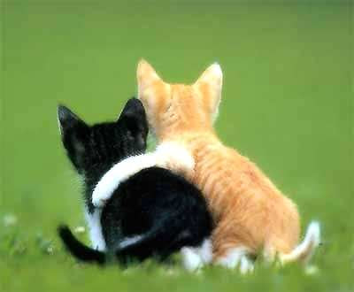 Cats in love.