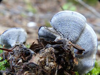 Hydne du Québec non identifié - Hydnum sp.