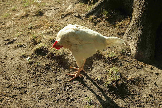 natural treatment for wry neck in poultry