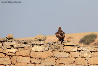 Águila Real.