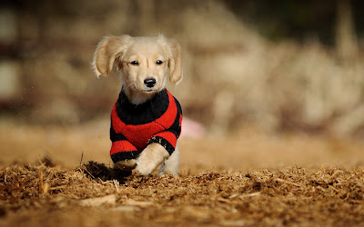 Cachoro coriendo por el bosque en otoño