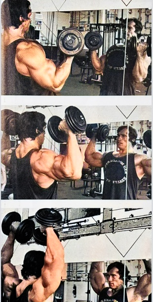 Arnold Press Workout