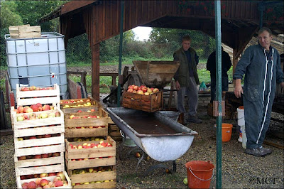 Les pommes du Tourteronnais