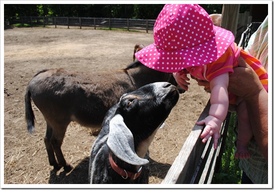 animals lu 2011-05-07 092