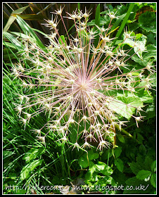 Giant Allium seed head