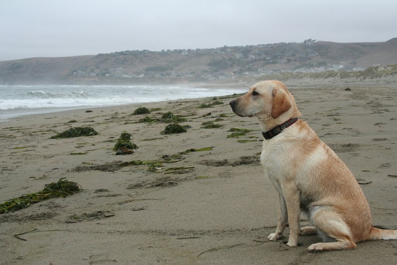 cabana sitting on the sand, looking out at the ocean, mounds of kelp and seaweed are all over the sand, they sky is very grey from the fog