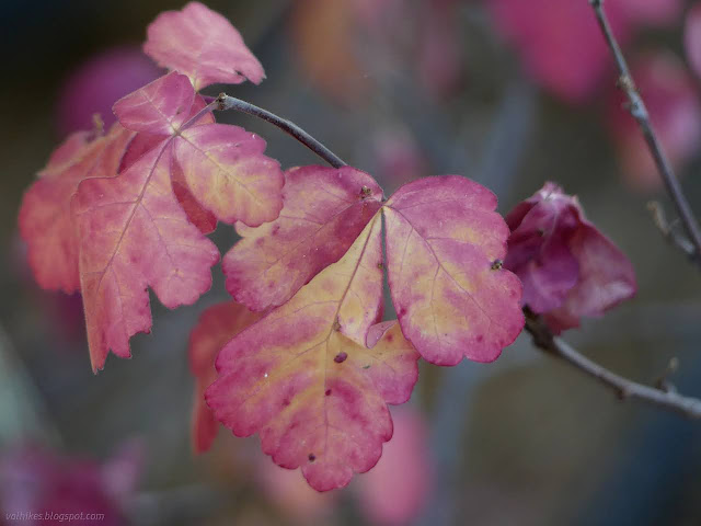 54: red leaves and more red