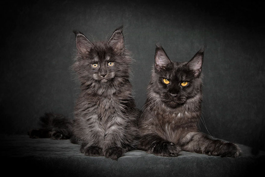 65 Breathtaking Pictures Of Maine Coons, The Largest Cats In The World