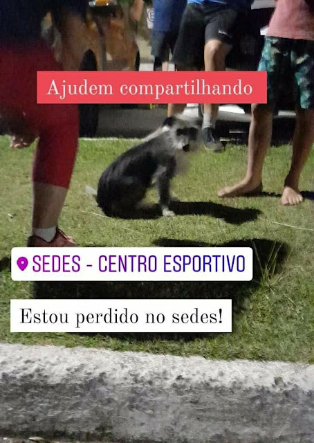 Cachorro perdido ou abandonado!