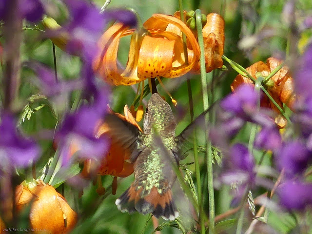 002: hummingbird at a big flower