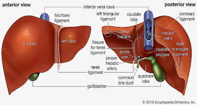 How to clean the liver and gallbladder naturally milkshake Smoothie Symptoms