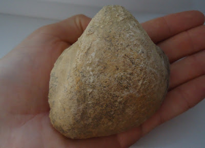  Fossil Sea Shell