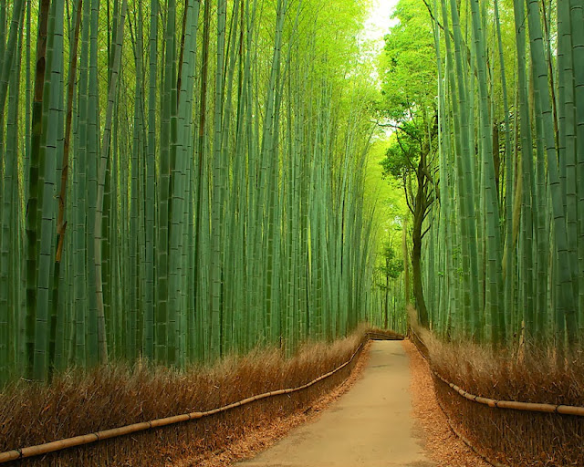 Bamboo Forest in Japan