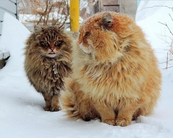 Siberian cats