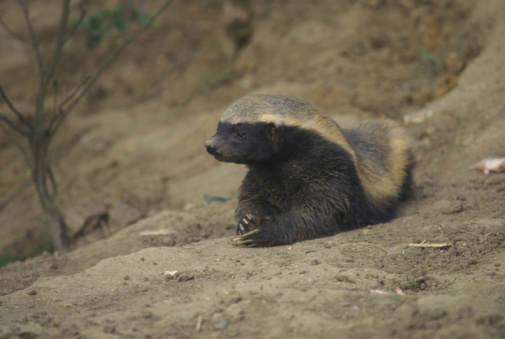 honey badger lion. honey badger lion. honey