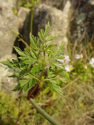 Гирчовник китайский / Лигустикум китайский (Conioselinum chinense, =Ligusticum chinense)