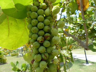 Coccoloba uvifera - Raisinier bord de mer 