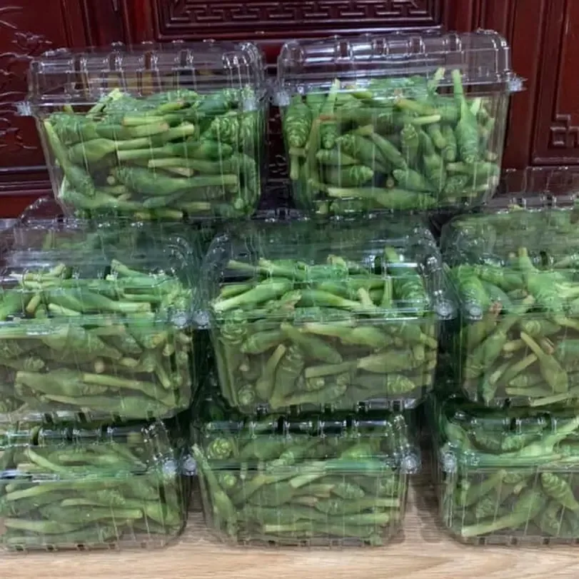 Hoa gừng Tây Bắc